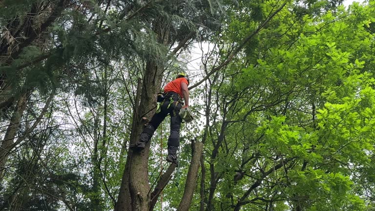 Reliable Stonybrook, PA Tree Care Services Solutions