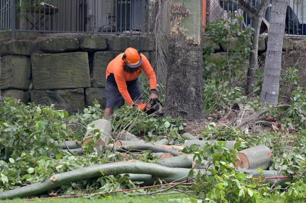 Best Storm Damage Tree Cleanup  in Stonybrook, PA